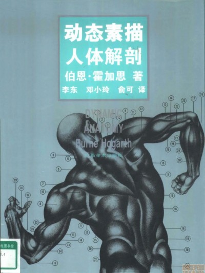 动态素描·人体解剖 – 伯恩・霍加斯